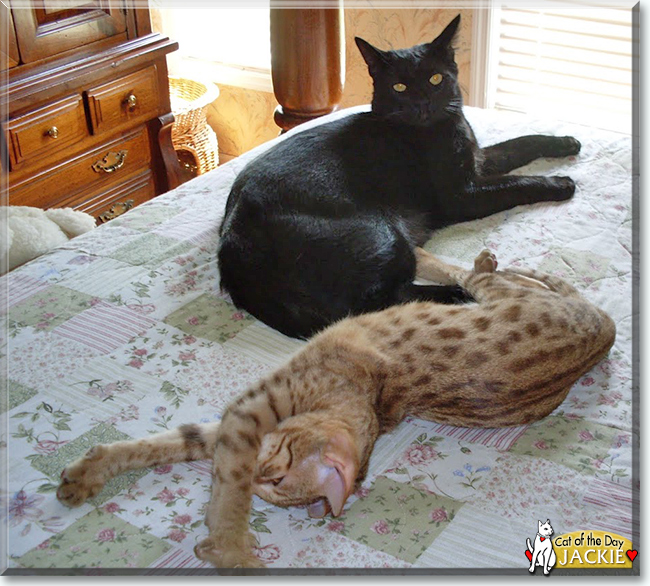 Jackie the Domestic Mediumhair, the Cat of the Day