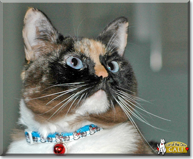 Cali the Calico, the Cat of the Day