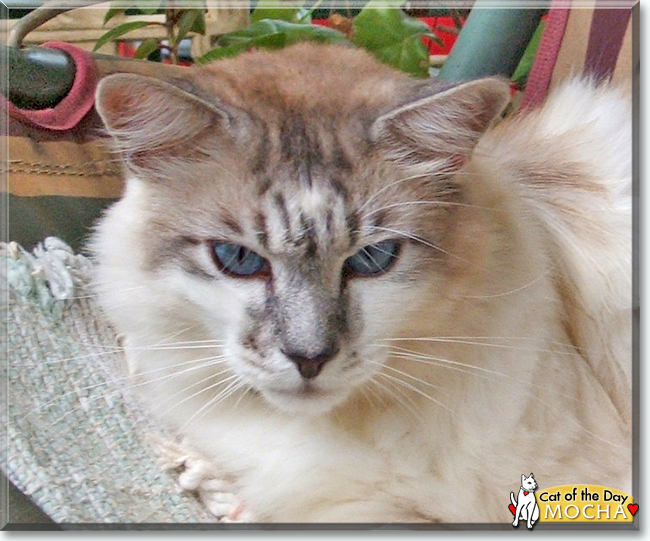 Mocha the Himalayan Cross, the Cat of the Day