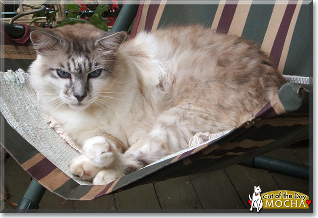 Mocha the Himalayan Cross, the Cat of the Day