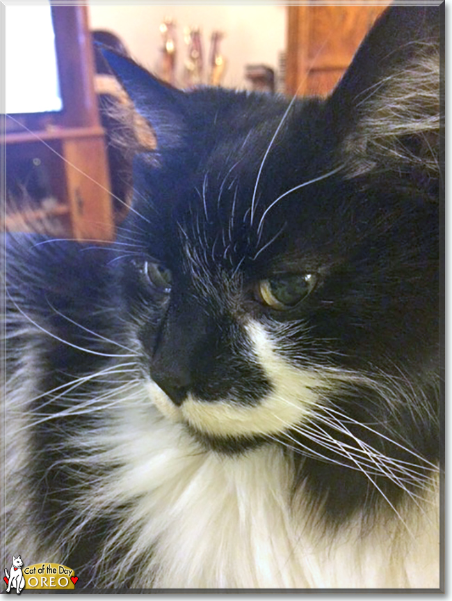 Oreo the Norwegian Forest Cat, the Cat of the Day