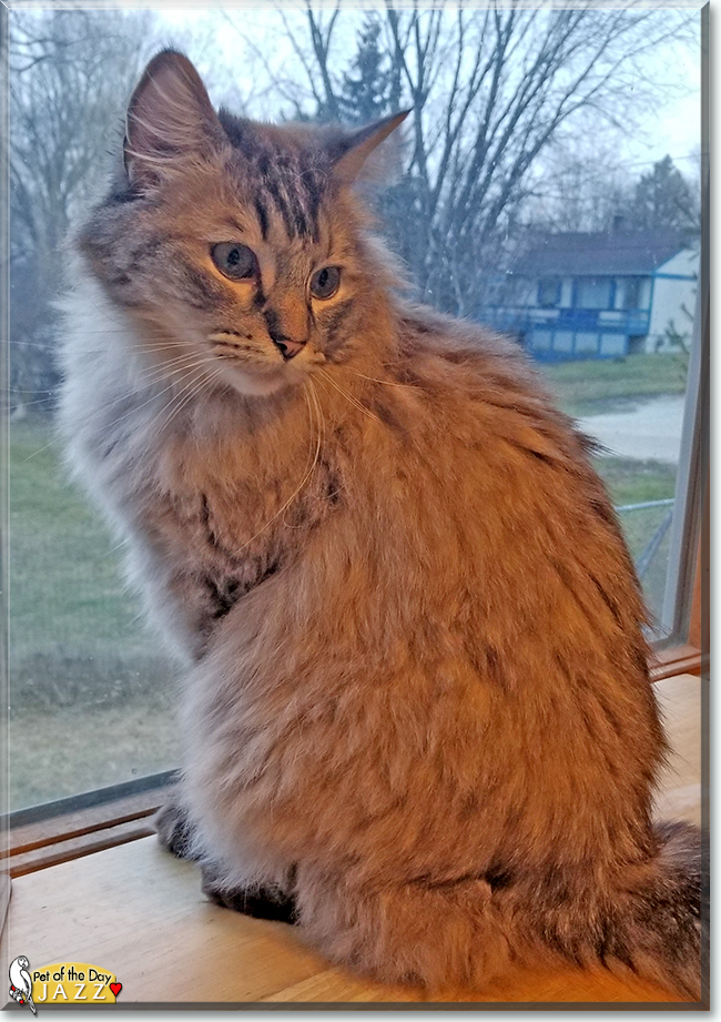 Jazz the Ragdoll, the Cat of the Day