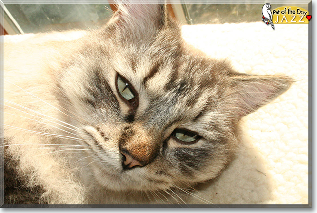 Jazz the Ragdoll, the Cat of the Day