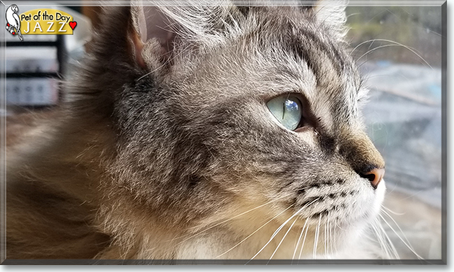 Jazz the Ragdoll, the Cat of the Day