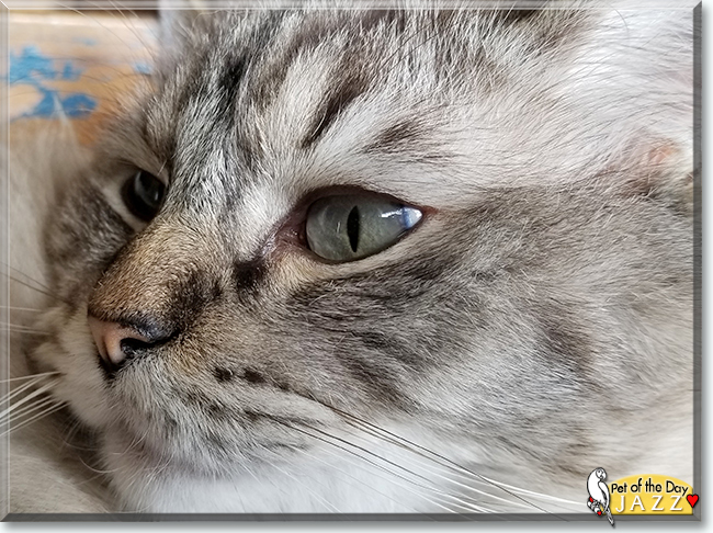 Jazz the Ragdoll, the Cat of the Day