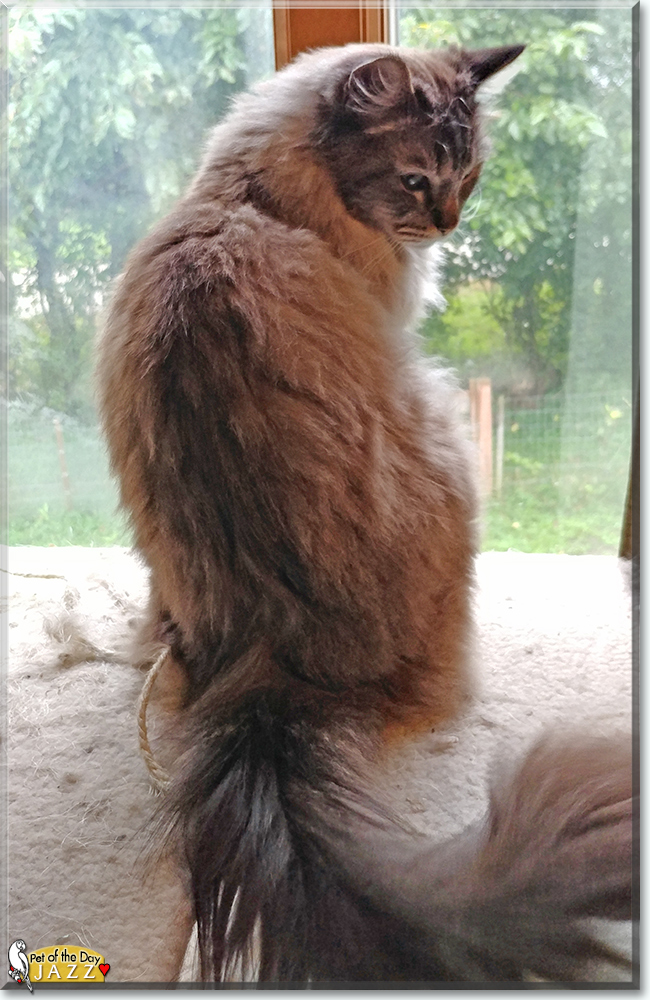 Jazz the Ragdoll, the Cat of the Day