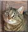 Roxy the Domestic Shorthair Tabby