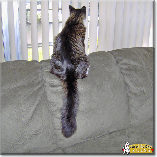 Zuess the Maine Coon, the Cat of the Day