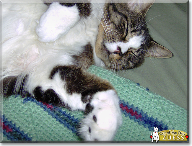 Zuess the Maine Coon, the Cat of the Day