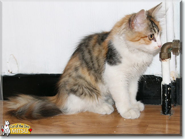 Mitsu the Turkish Angora, the Cat of the Day