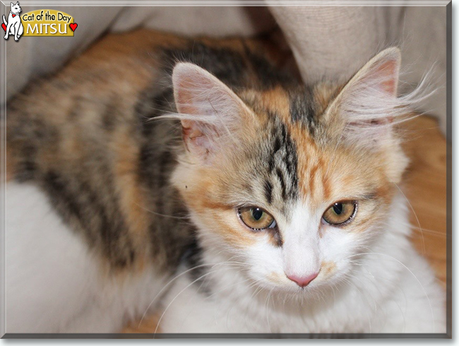 Mitsu the Turkish Angora, the Cat of the Day