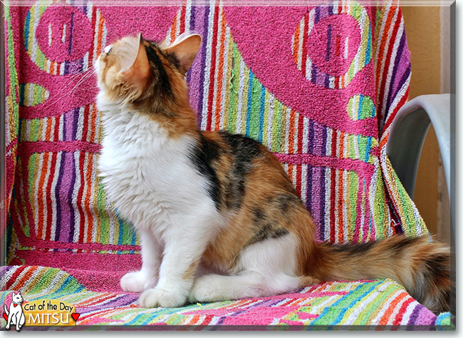 Mitsu the Turkish Angora, the Cat of the Day