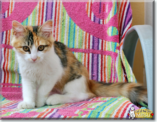 Mitsu the Turkish Angora, the Cat of the Day