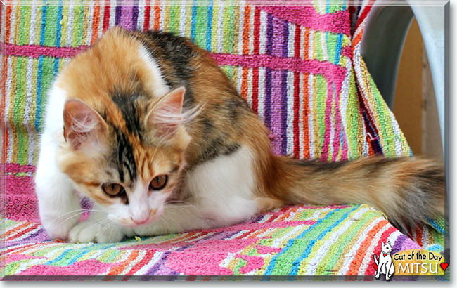 Mitsu the Turkish Angora, the Cat of the Day