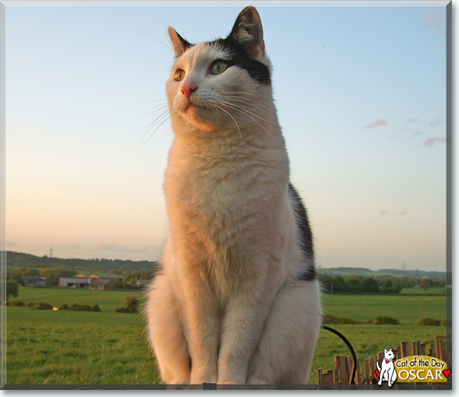 Oscar the British Shorthair, the Cat of the Day