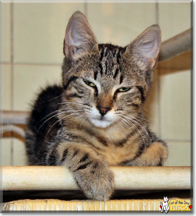 Fusca the European Tabby, the Cat of the Day
