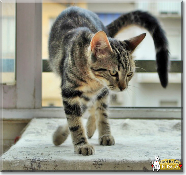 Fusca the European Tabby, the Cat of the Day