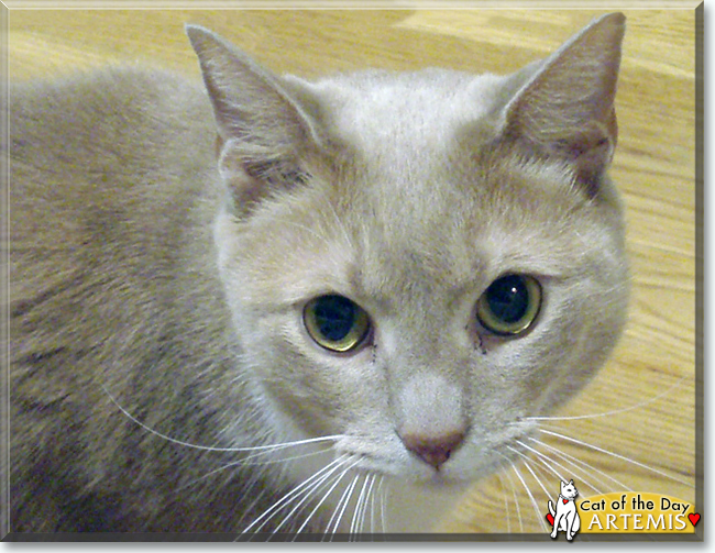 Artemis the Japanese Bobtail, the Cat of the Day