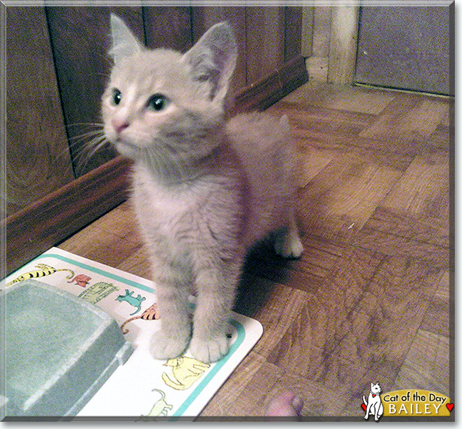 Bailey the Buff Tabby, the Cat of the Day