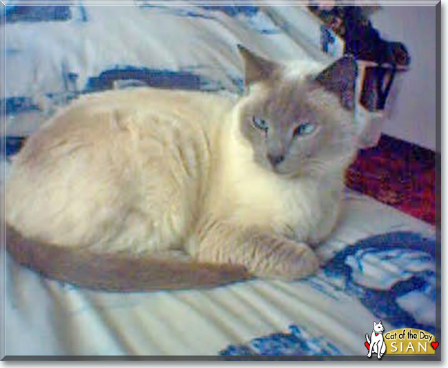 Sian the Siamese, the Cat of the Day