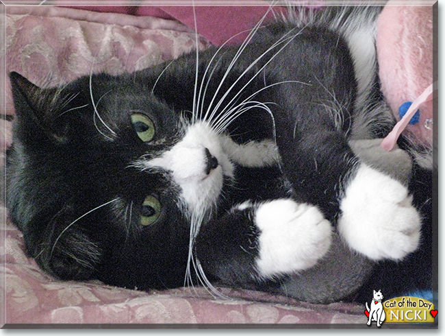 Nicki the Tuxedo Cat, the Cat of the Day