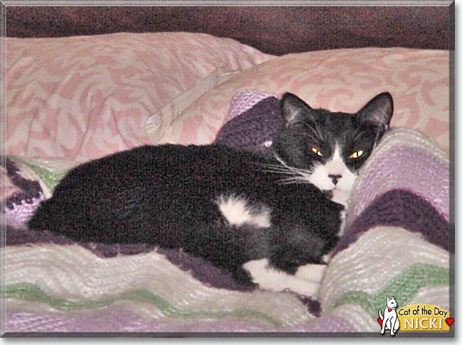 Nicki the Tuxedo Cat, the Cat of the Day