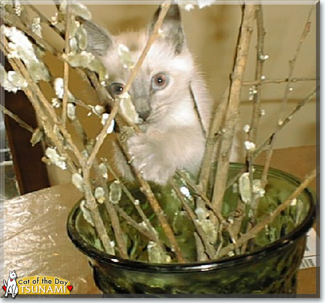 Tsunami the Blue Point Siamese, the Cat of the Day