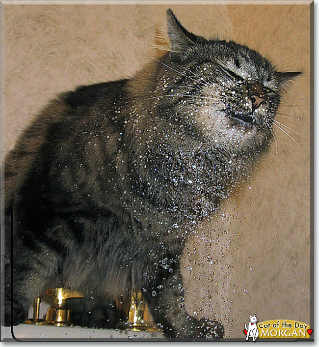 Morgan the Maine Coon, the Cat of the Day