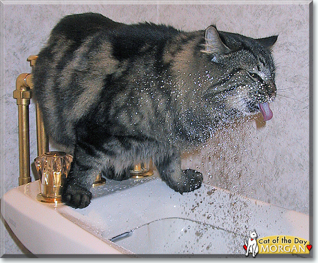 Morgan the Maine Coon, the Cat of the Day