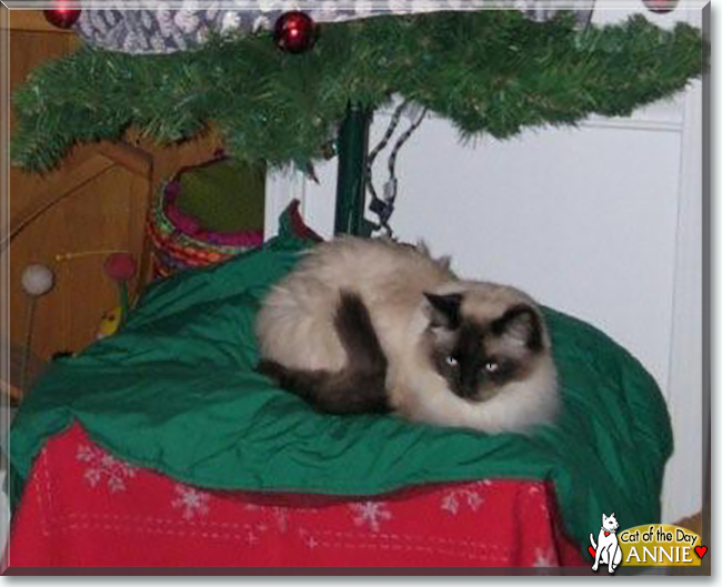 Annie the Ragdoll, the Cat of the Day