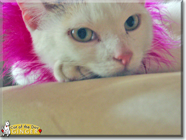 Ginger-Rose the Calico, the Cat of the Day