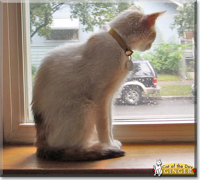 Ginger-Rose the Calico, the Cat of the Day