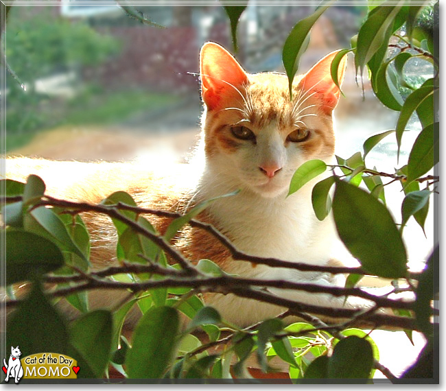 Momo the Japanese Bobtail, the Cat of the Day