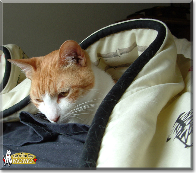 Momo the Japanese Bobtail, the Cat of the Day