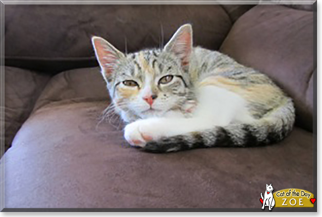 Zoe the Tabby mix, the Cat of the Day