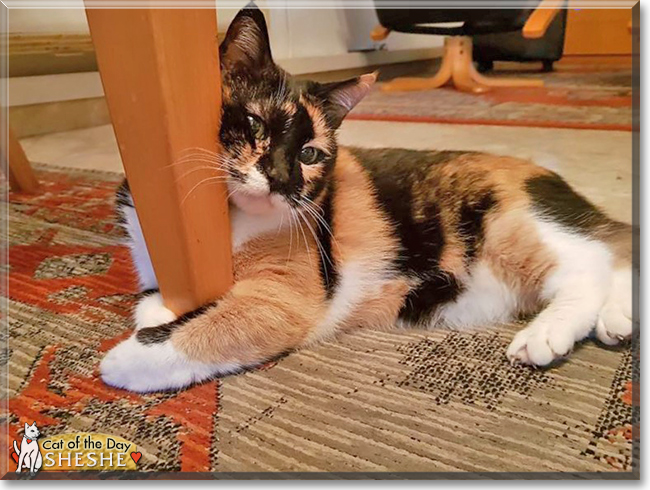 Sheshe the Calico, the Cat of the Day