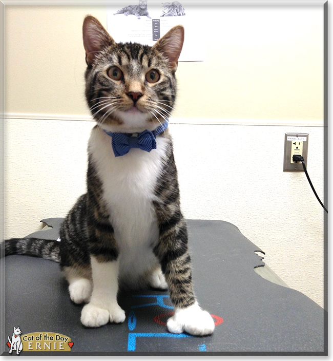 Ernie the Tabby, the Cat of the Day