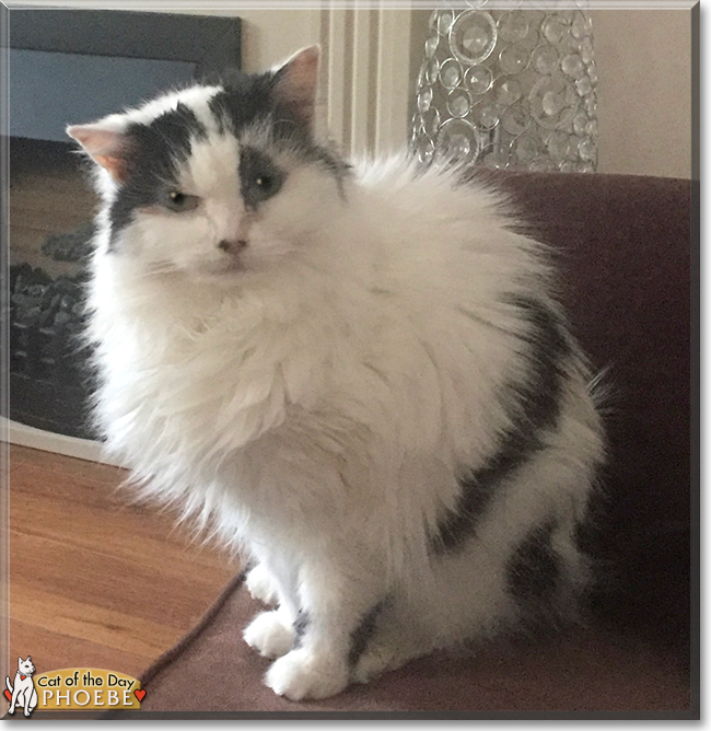 Phoebe the British Longhair, the Cat of the Day