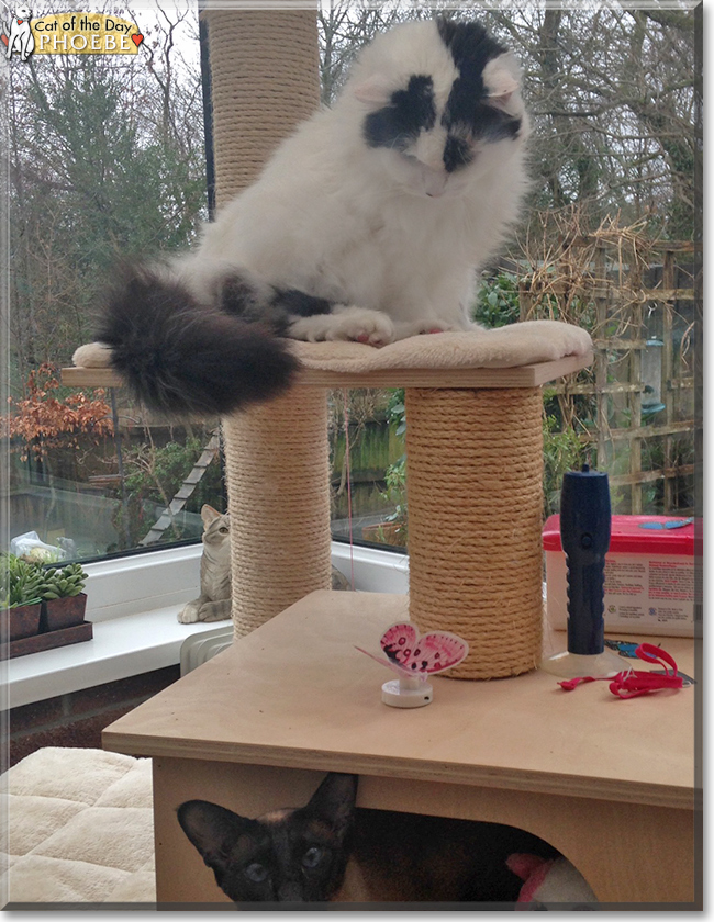 Phoebe the British Longhair, the Cat of the Day