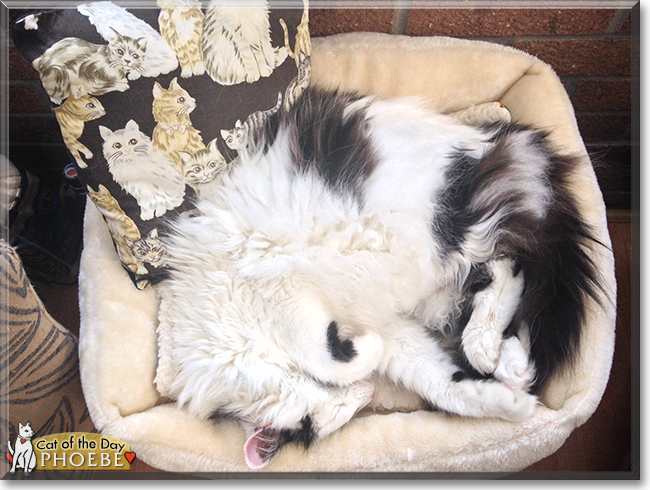 Phoebe the British Longhair, the Cat of the Day