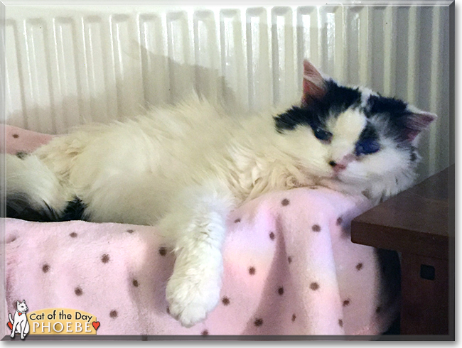 Phoebe the British Longhair, the Cat of the Day