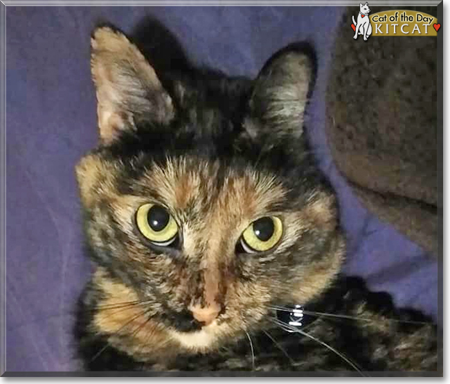 KitCat the Tortoiseshell, the Cat of the Day