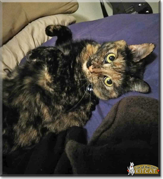 KitCat the Tortoiseshell, the Cat of the Day