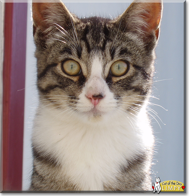 Limpy the Tabby, the Cat of the Day