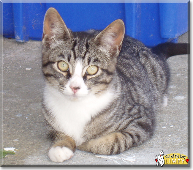 Limpy the Tabby, the Cat of the Day