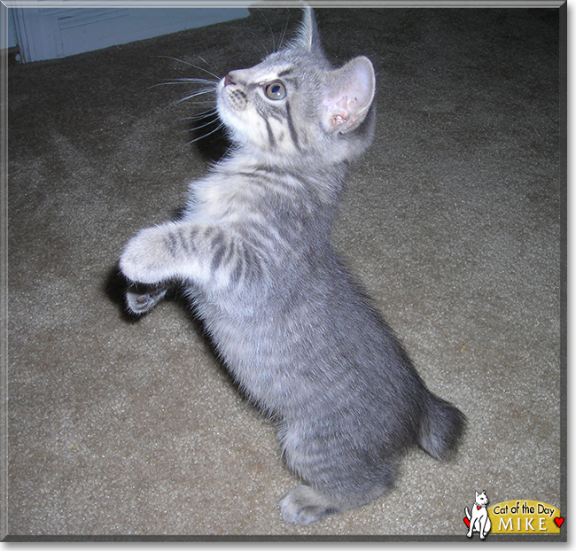 Mike the Bobtail Cat, the Cat of the Day