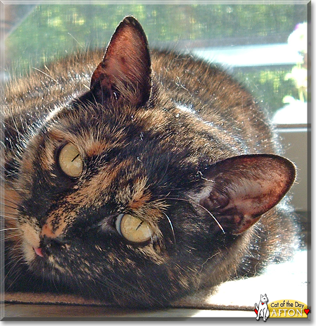 Afton the Tortoiseshell Cat, the Cat of the Day