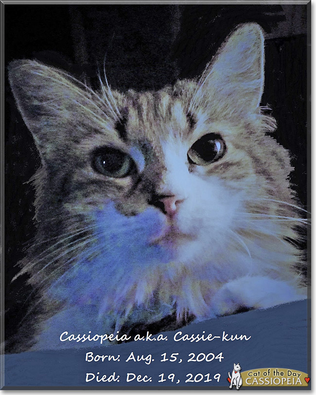 Cassiopeia the Cat, the Cat of the Day