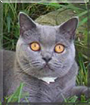 Gracie the British Blue Shorthair