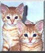 Buster & Baby, the American Shorthairs